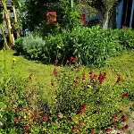 Artist's House For Rent